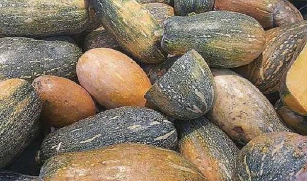 蜜本南瓜种植技术