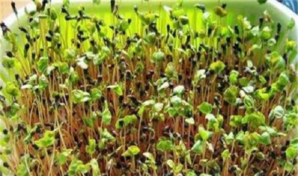 芹菜发芽慢的解决方法