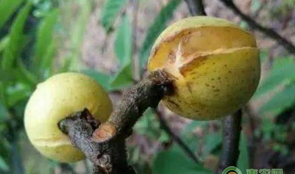 枇杷疮痂病的症状、原因及防治方法