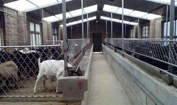 新办养羊厂的注意要点