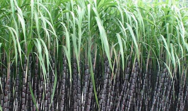 甘蔗高产种植技巧