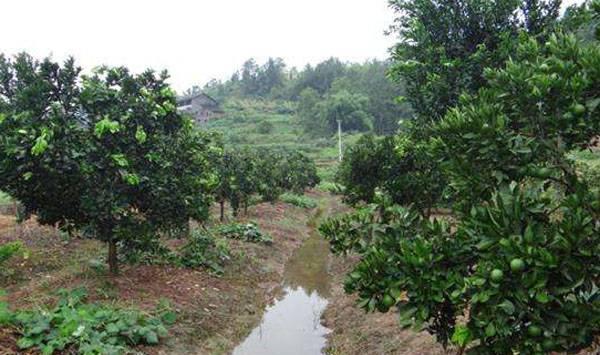 果园暴雨防治