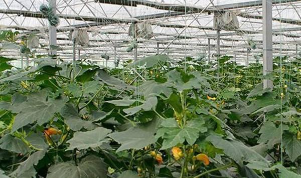 板栗南瓜种植技术与管理