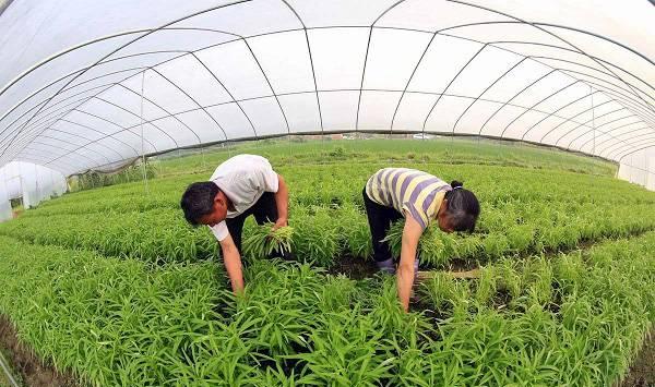 空心菜采收的方法
