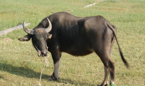 牛为什么会养的越来越瘦？主要是这六大原因导致！