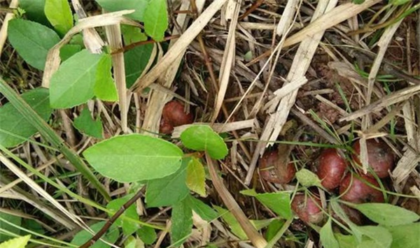 野地瓜种植方法