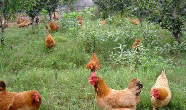 农村散养鸡管理
