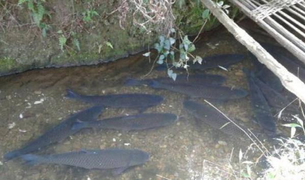 草鱼养殖常见的病害