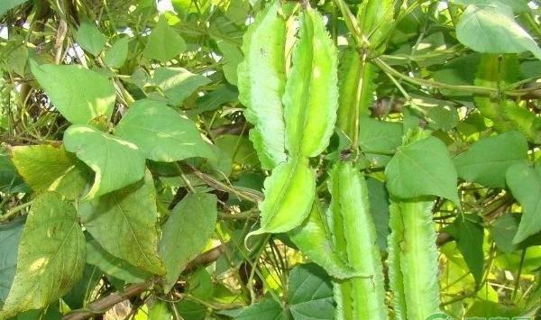 四棱豆各时期花蕾脱落的原因及防治措施