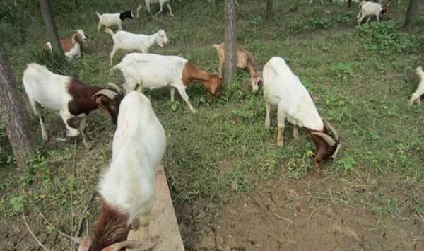 新手养殖肉羊要如何做？这五个要点需做到位！