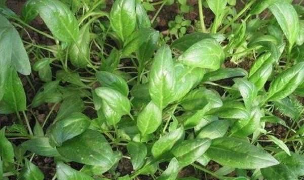 立秋前后可以种什么蔬菜？2019立秋蔬菜种植指南
