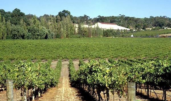 葡萄采收后的管理要点