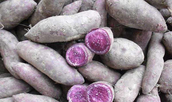 紫薯种植想要产量高？这几大点必须掌握！