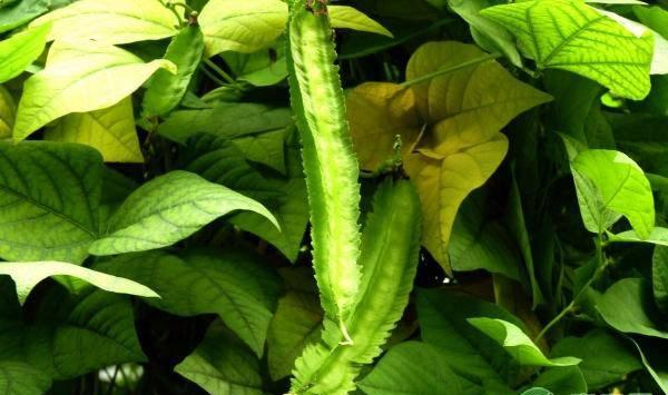 四棱豆各时期花蕾脱落的原因及防治措施