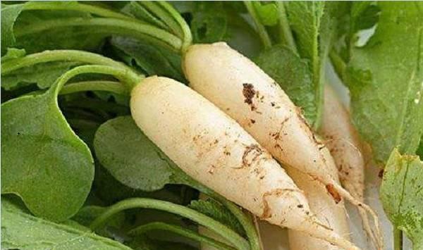 秋季可以种植什么蔬菜？2019秋季蔬菜种植指南