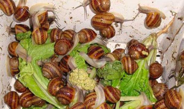 蜗牛养殖成活率