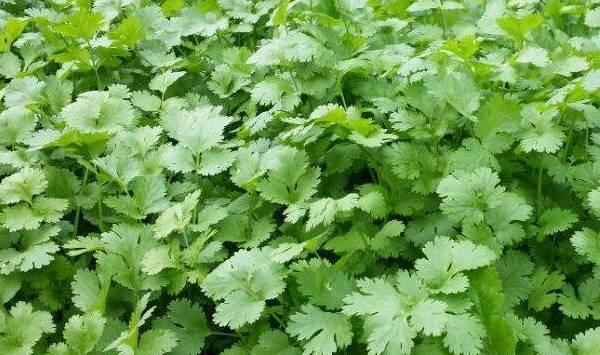 立秋前后露天香菜栽培管理要点