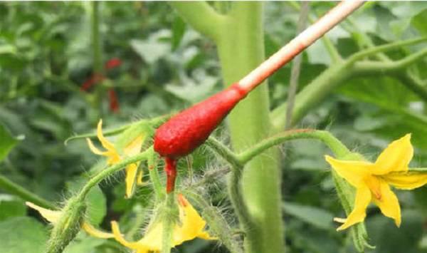 番茄点花的作用