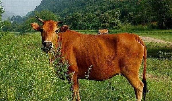 牛为什么会养的越来越瘦？主要是这六大原因导致！