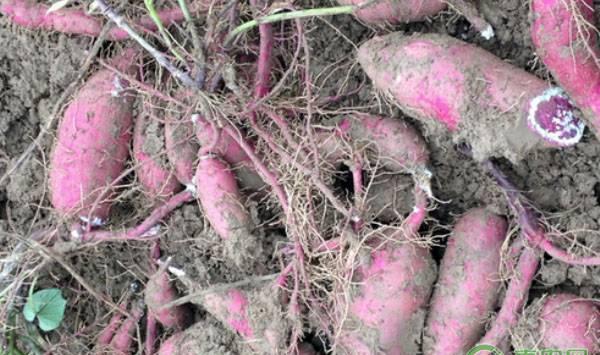 紫薯种植想要产量高？这几大点必须掌握！
