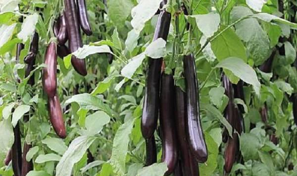 茄子采收期管理要点