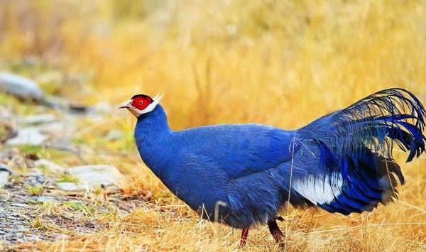 蓝马鸡饲养技术