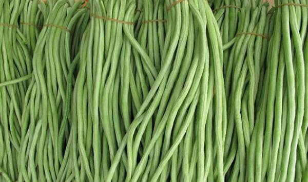 豆角打尖管理 