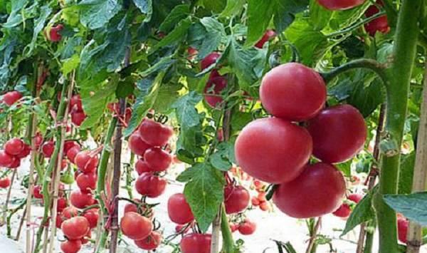 番茄点花药的用法