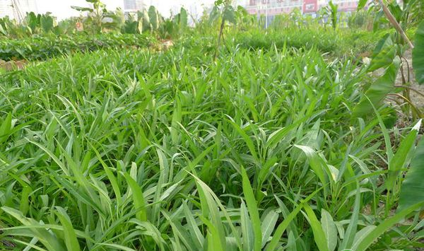 空心菜种植