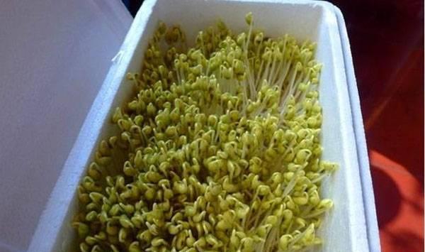 泡沫箱种植豆芽菜管理 