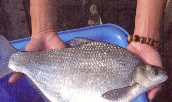 淡水鱼养殖品种