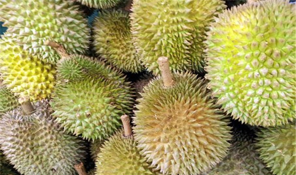 榴莲种植技巧