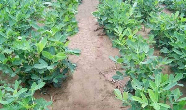 花生后期管理注意事项