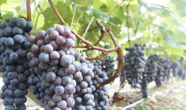 葡萄采收的时间、方法及注意事项