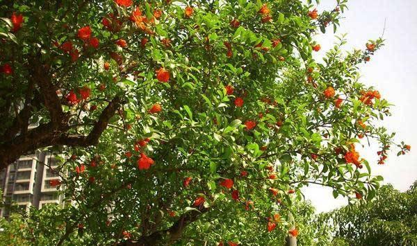 石榴树如何施肥？这两种施肥方法介绍给你！