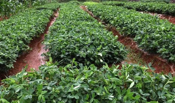 花生后期管理“四防”措施