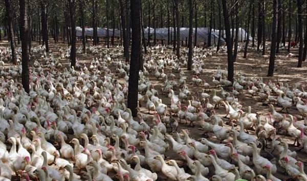 鸭子养殖技巧及日常管理