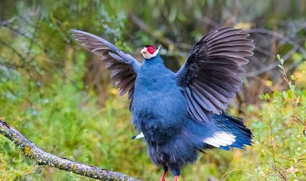 蓝马鸡饲养管理
