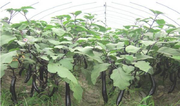 茄子黄萎病的症状及防治技术