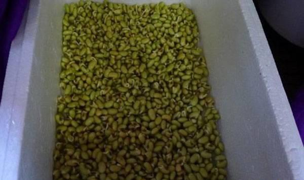 泡沫箱种植豆芽菜方法