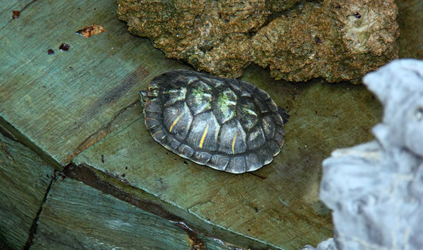 小乌龟的生活习性