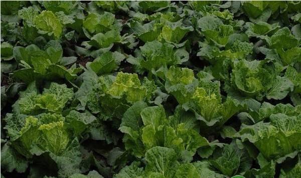 秋季可以种植什么蔬菜？2019秋季蔬菜种植指南