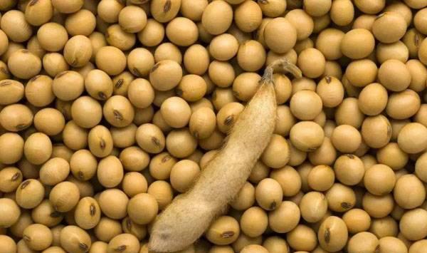 夏大豆容易倒伏别担心，用这五个办法轻松解决！