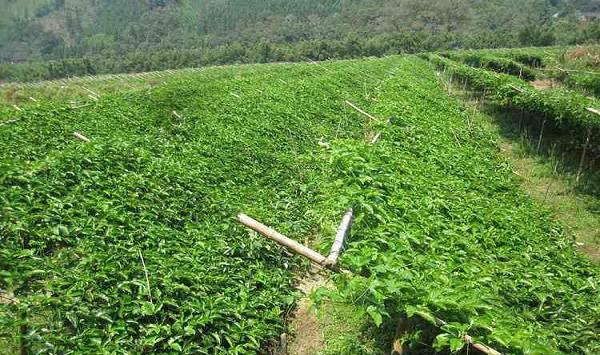 百香果只长叶不结果现象的解决方法