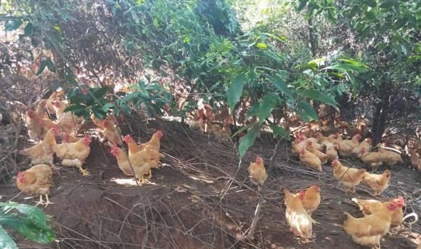 三黄鸡养殖管理 