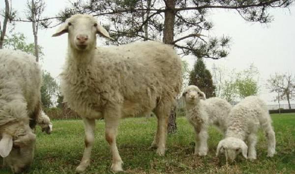 羊的繁殖规律
