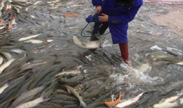 草鱼病害的预防措施