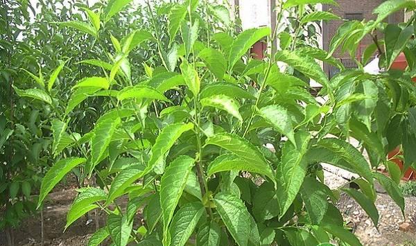 杜仲的种植条件及繁殖方法