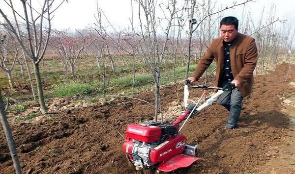 果树秋季管理误区