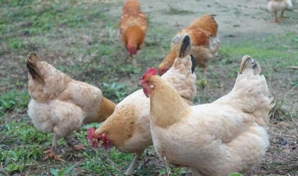 散养鸡感冒的原因、预防措施及救治方法